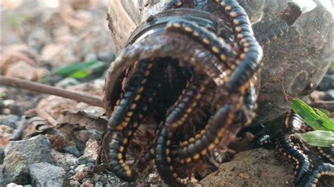 Ulat Gagak Black Caterpillar Ulat Hitam Berbulu Yang Keluar Dari