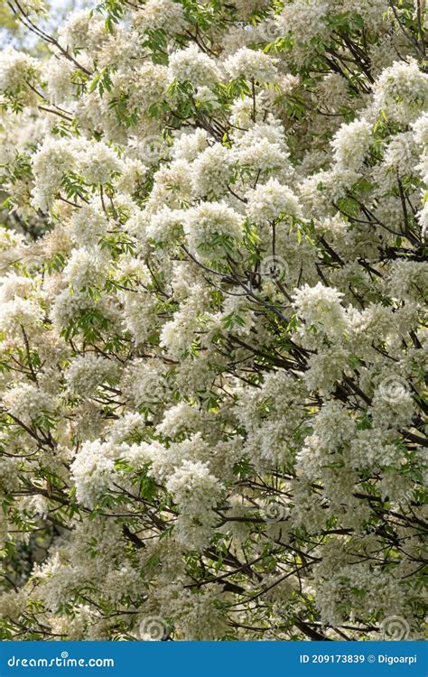 Flowers Of A Manna Ash Fraxinus Ornus Royalty Free Stock Photo