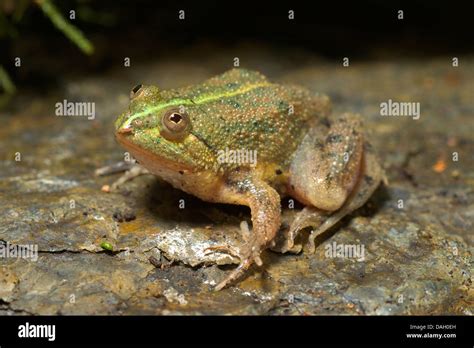 green puddle frog indonesian floating frog occidozyga lima