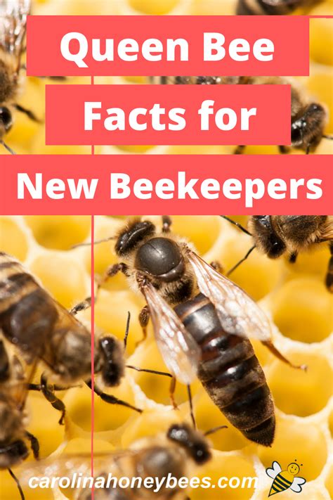 Queen Bee Facts You Need To Know Carolina Honeybees In 2020 Bee