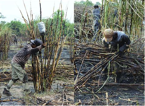 Demonstration Of Sugarcane Cutting In Practice Photo Credit Amanda