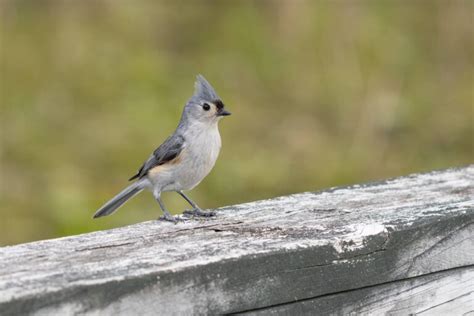 Birds In New York: 25 Species You'll See In This State