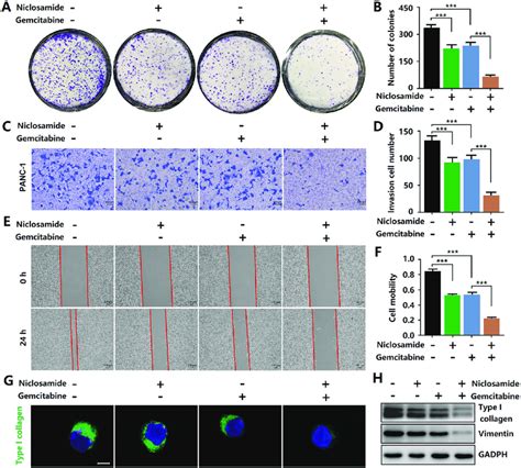 Niclosamide Potentiates Gemcitabine Activity In PCCs A B Clonogenic