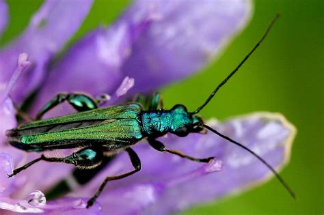 Camouflaging With Iridescence A Moment Of Science Indiana Public Media