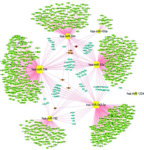 Regulatory Network Of Differentially Expressed Mirna Genes In The