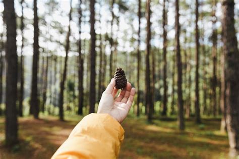 Premium Photo Cropped Hand Holding Pine Cone Against Trees In Forest