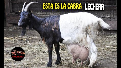 ESTA ES LA CABRA MAS LECHERA DEL MUNDO Cuáles son mejores Cabras