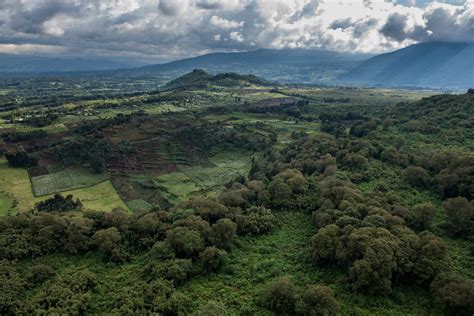 Mountain Gorilla Habitat Loss