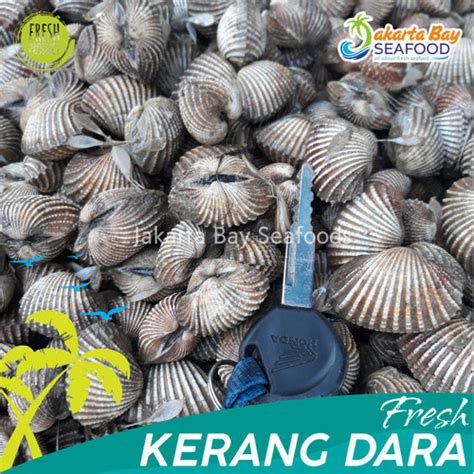 Jual Kerang Dara 1 Kg Seafood Kerang Dara Segar Kerang Dara Hidup