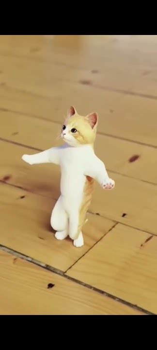 Cat Dance 🤣🤣 Youtube