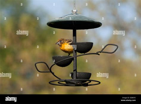 Baltimore oriole eats jelly from bird feeder Stock Photo - Alamy