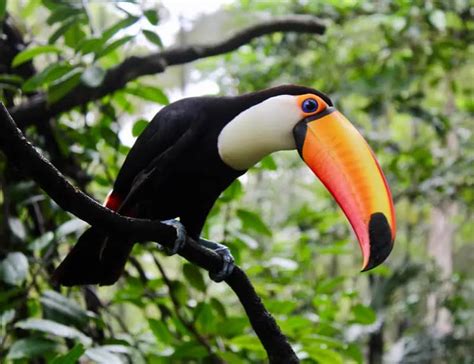 12 Toucan Facts You Should Know About These Vibrant Birds