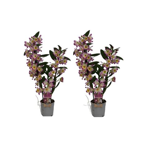 Dendrobium Nobile Classic Bright Eyes Floraccess