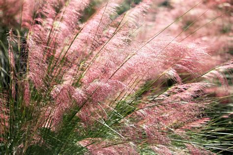 The Best Ornamental Grasses for Fall Color