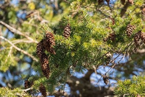 Common Douglas Fir From Denman Island Bc V0r Canada On March 17 2019