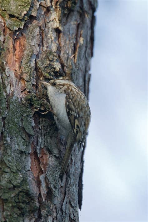 Grimpereau Des Jardins Certhia Brachydactyla Oiseaux Des Jardins