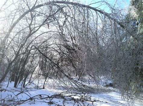 Birch Trees Bending From The Weight Of Ice E J M Birch Tree Tree