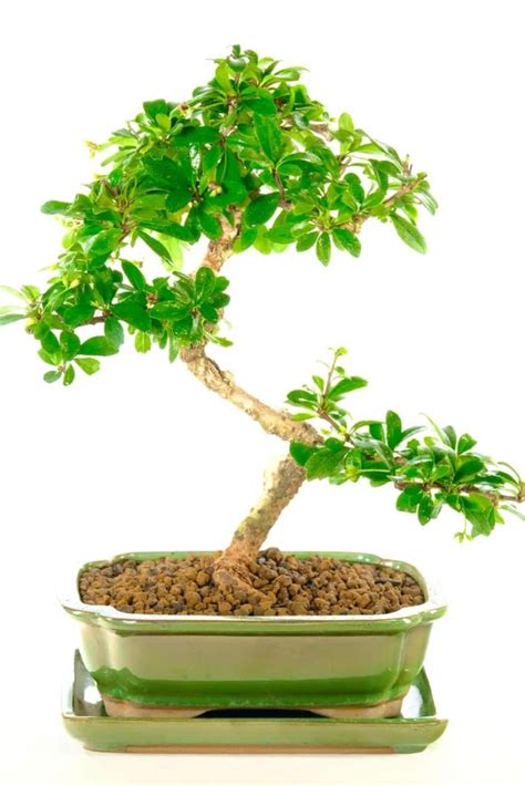 Fukien Tea Tree Curvaceous Flowering Indoor Bonsai