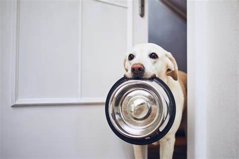 Reasons Why Your Pets Eating Or Drinking Habits Have Changed