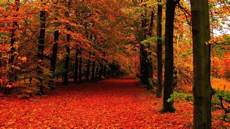 Download High Resolution Fall In The Forest Wallpaper