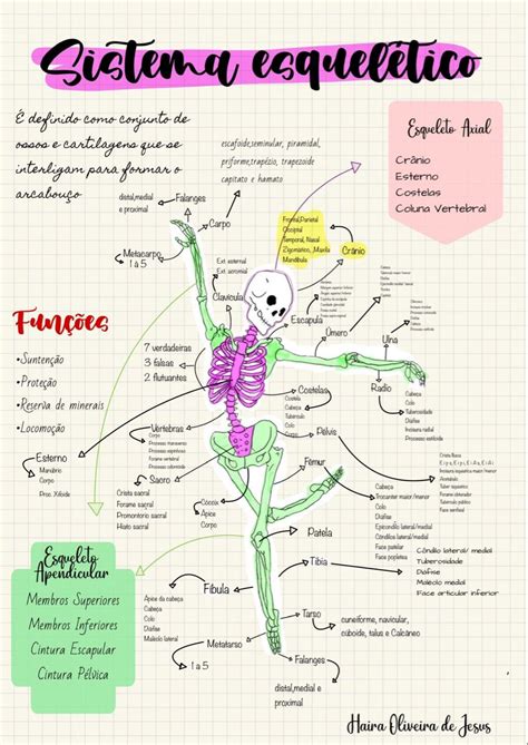 Mapa mental esquelético em 2024 Como estudar anatomia Material de