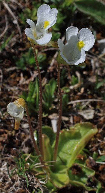 X Pinguicula Alpina 110526A Das Alpen Fettkraut Ist Ein Fl Flickr