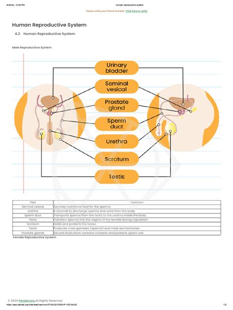 Human Reproductive System | PDF | Reproductive System | Human Reproduction