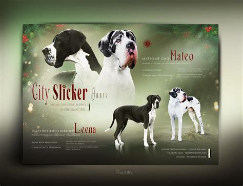 Willow Mountain Great Danes... - Willow Mountain Great Danes