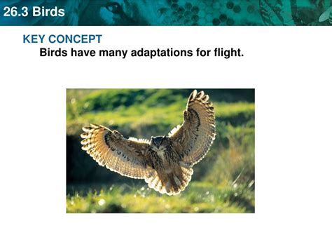 PPT KEY CONCEPT Birds Have Many Adaptations For Flight PowerPoint