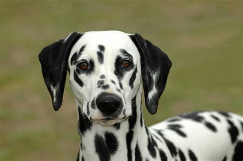 Dalmatian Character Nutrition Care