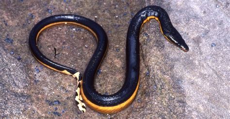 Japanese Snake: What Snakes Live in Japan? - A-Z Animals