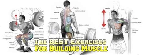 The Best Muscle Building Exercises — Lee Hayward's Total Fitness Bodybuilding Tips