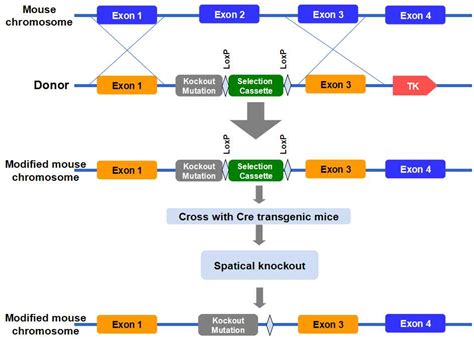 Transgenic Mouse Services Transgene Knockin Genecopoeia™