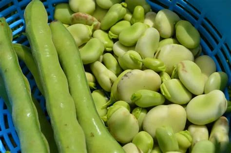 Sem Phali The Nutrient Rich Lima Beans And How To Cook It