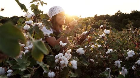 young cotton plants stock  footage  video clips getty