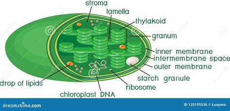 Structure Of Chloroplast Cartoon Vector | CartoonDealer.com #120195513