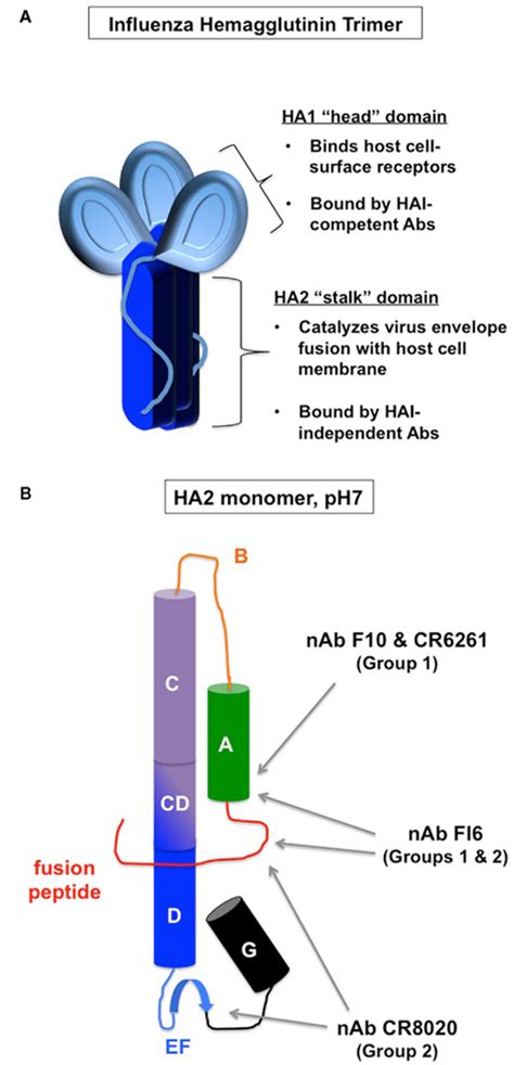 Neutralizing antibody binding to hemagglutinin. (A) Gross structure of... | Download Scientific ...