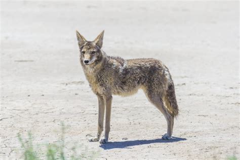 Meet The 10 Most Popular Animals Of Arizona Animals Around The Globe