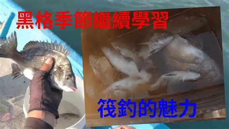 黑格的季節繼續來學習筏釣挑戰筏釣黑鯛的魅力 大沙格 黑格 黑鯛 蘇信州 Fishing クロダイ 감성돔 ตกปลา