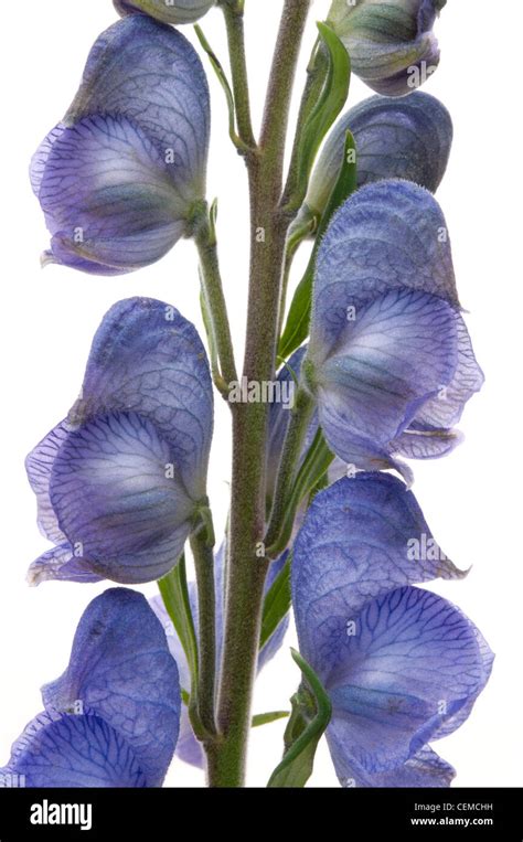 Monkshood Aconitum Sp On White Background Stock Photo Alamy