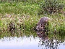 Beaver - Wikipedia