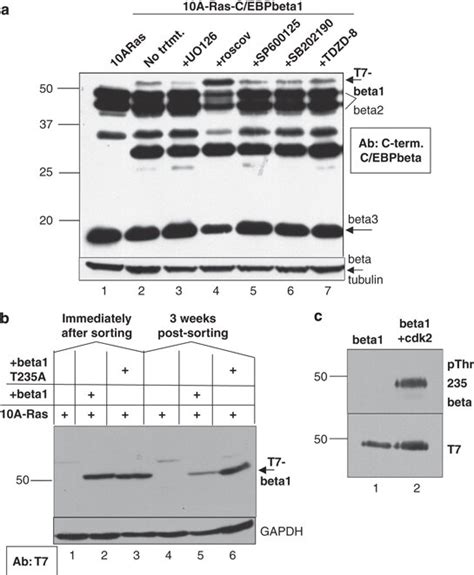 Treatment With The Cdk Inhibitor Roscovitine Or Mutation Of C Ebpbeta1 Download Scientific