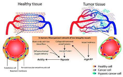 Schematic Differences Between Healthy And Tumor Vasculature Reprinted