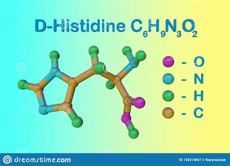 Strukturelle Chemische Formel Und Molekulares Modell Von D Histidin