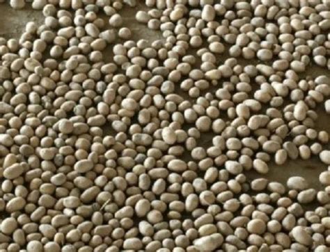 Mungfali Seed at ₹ 950/kg | Peanut Seed in Farrukhabad | ID: 2852528818591