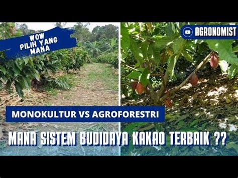 Sistem Budidaya Kakao Monokultur Dan Agroforestri Lebih Bagus Mana