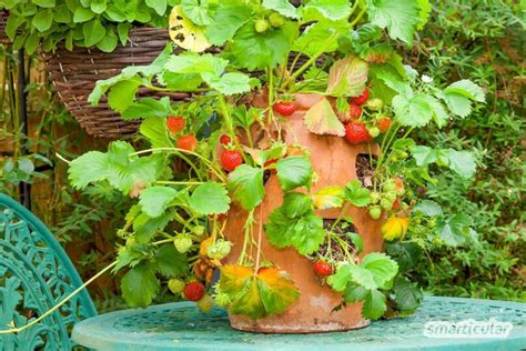 Erdbeeren Pflanzen Auf Dem Balkon Doppelt Nützlich Mit