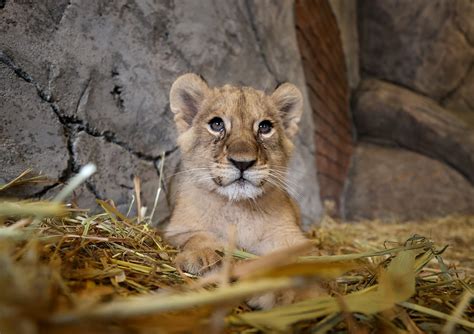 Big Cats Istanbuls Aslan Park Welcomes 2 Lion Cubs Daily Sabah