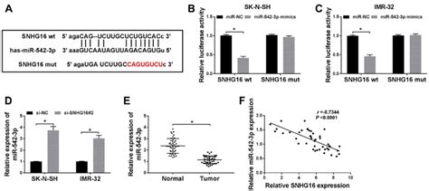 Snhg Acted As A Sponge Of Mir P In Nb Cells A The Binding