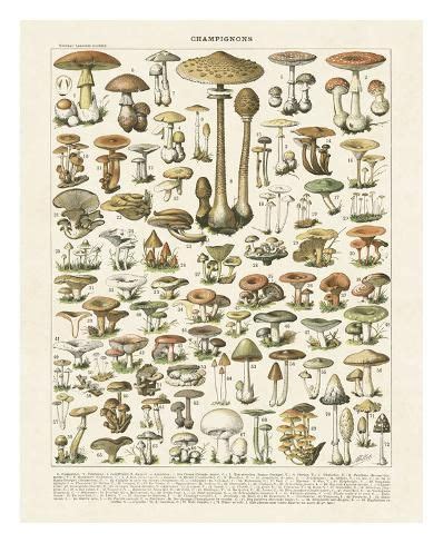 Champignons I Giclee Print Adolphe Millot Art Vintage